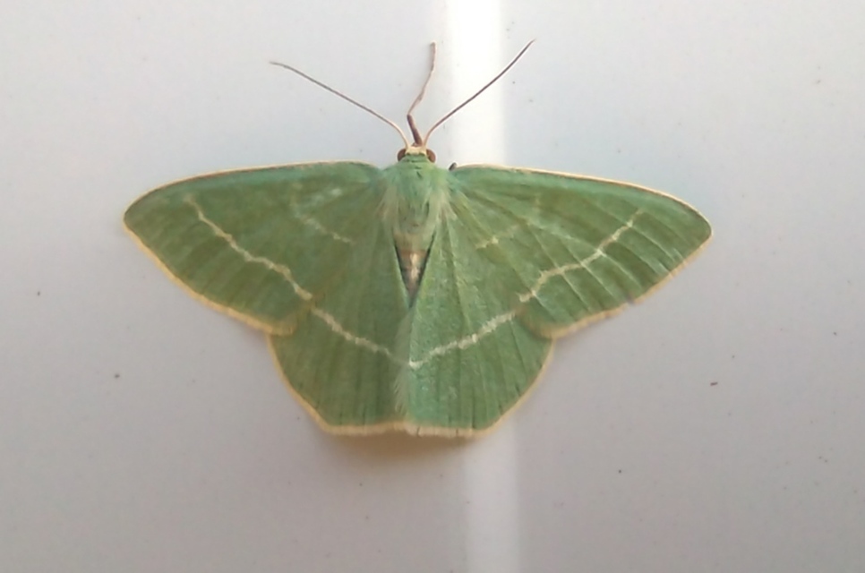 Chlorissa viridata - üdezöld araszoló