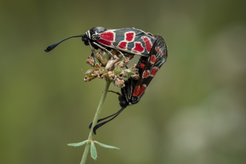 Zygaena carniolica - fehérgyűrűs csüngőlepke