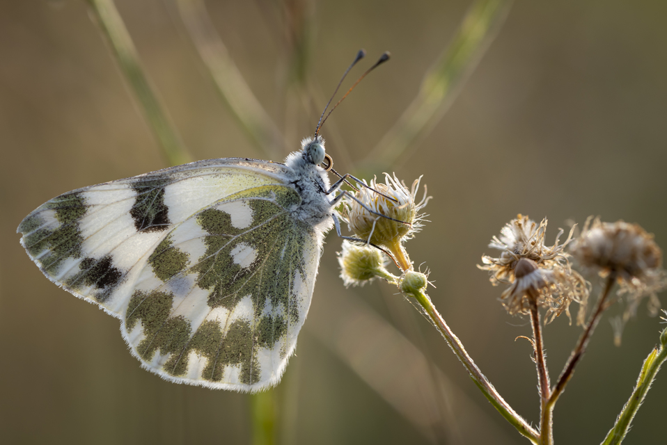 Pontia edusa - rezedalepke