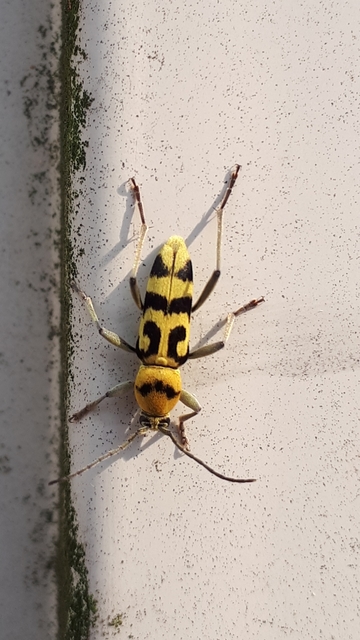Chlorophorus varius - díszes darázscincér