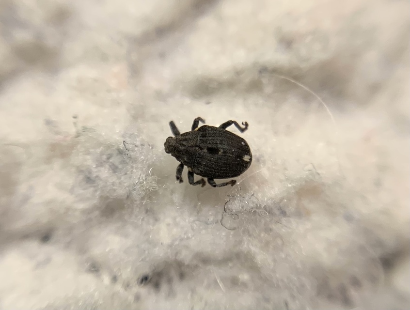 Stenocarus ruficornis - mákgyökérormányos