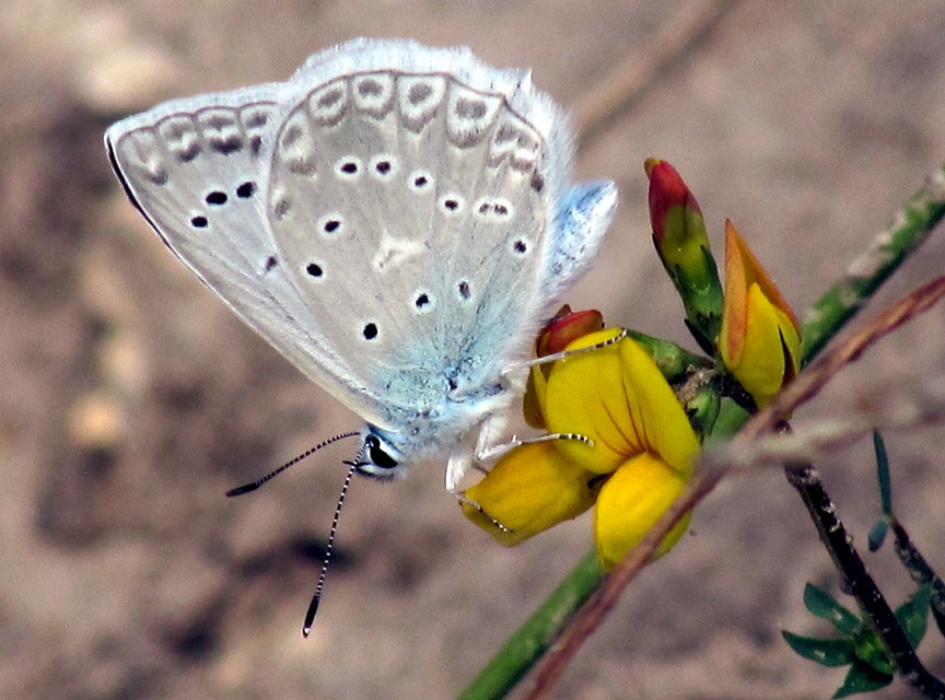 Polyommatus daphnis - csipkés boglárka