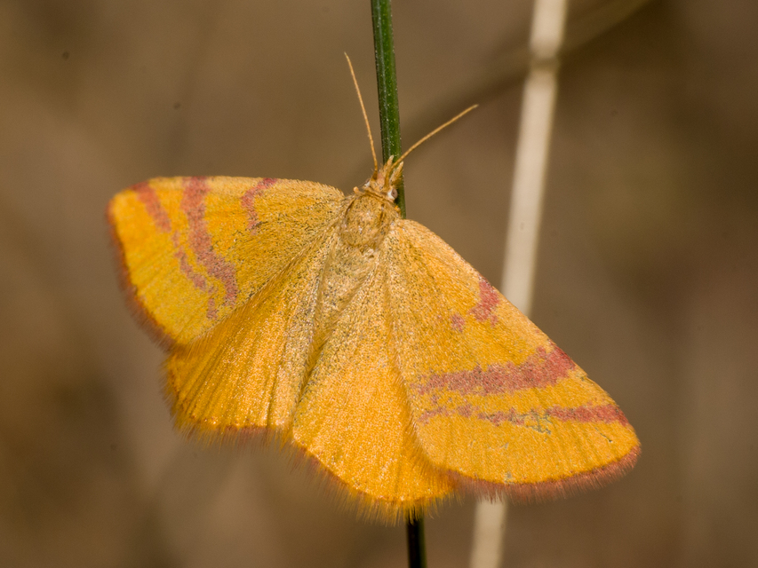Lythria cruentaria - bíborcsíkos araszoló