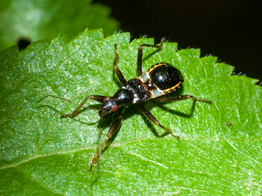 Himacerus mirmicoides - csalán-tolvajpoloska