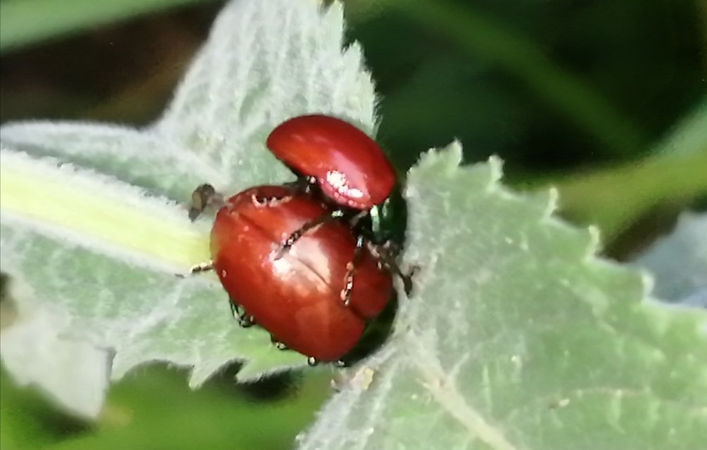 Chrysolina polita - réti mentalevelész