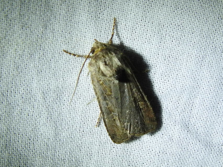 Euxoa tritici/nigrofusca/eruta