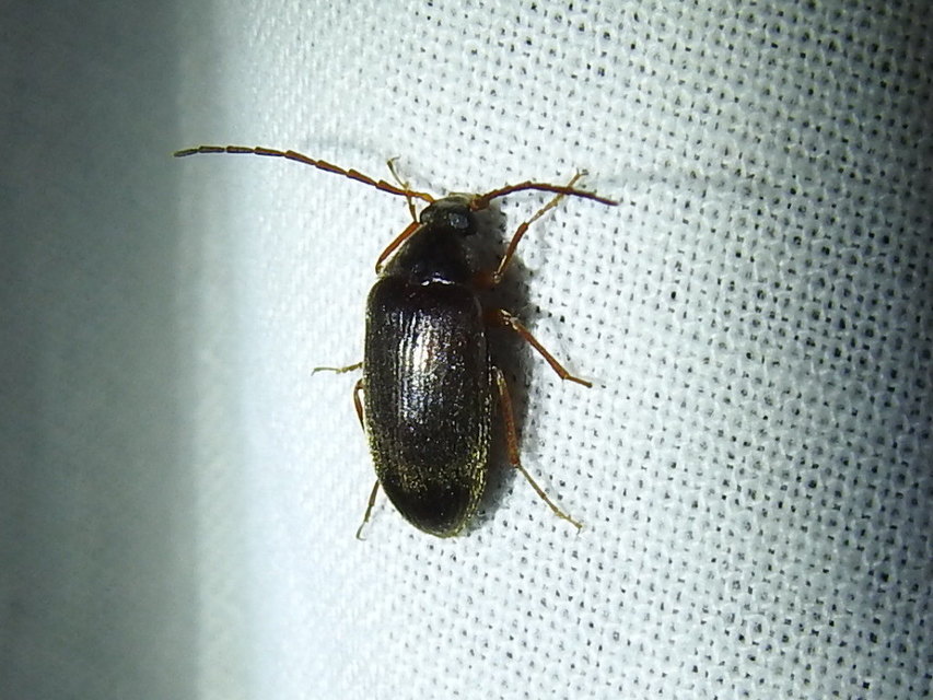 Hymenalia rufipes - rőtlábú alkonybogár