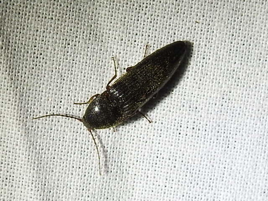 Melanotus