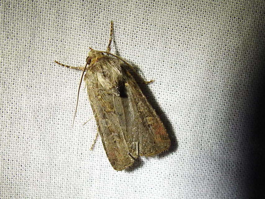 Euxoa tritici/nigrofusca/eruta