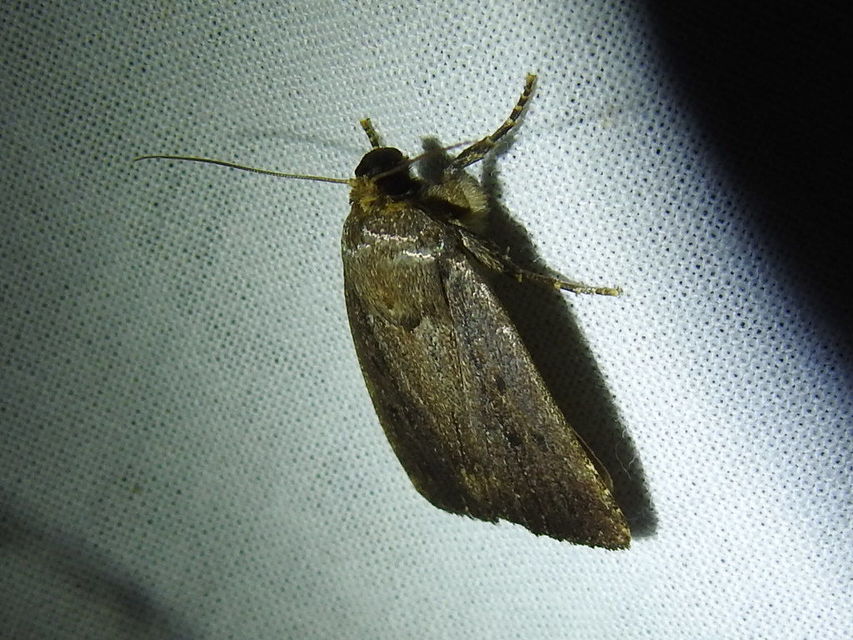 Amphipyra tragopoginis - bakszakállbagoly