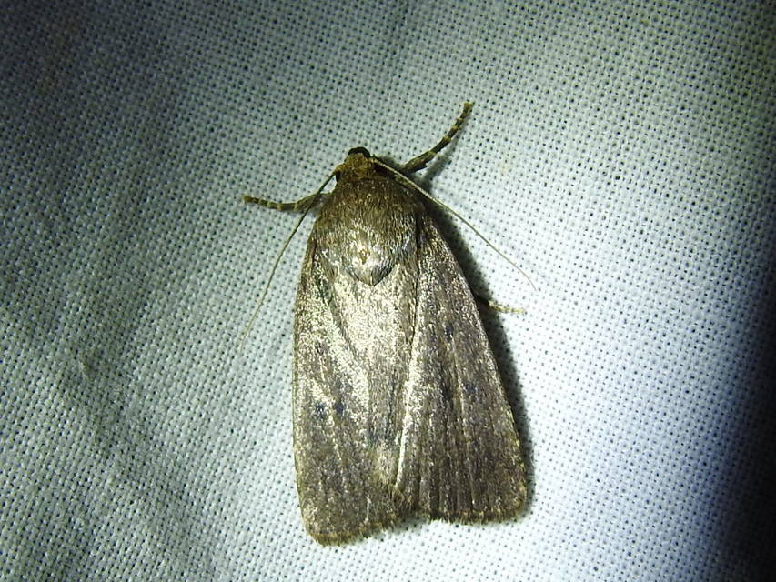 Amphipyra tragopoginis - bakszakállbagoly