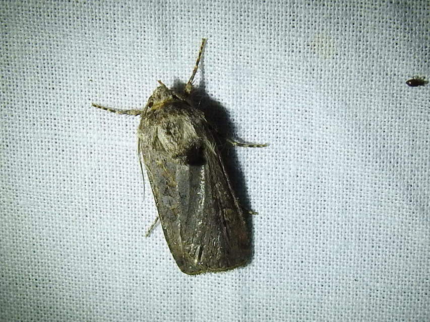 Euxoa tritici/nigrofusca/eruta