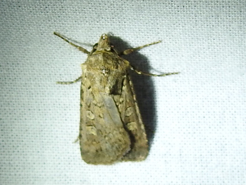 Euxoa tritici/nigrofusca/eruta