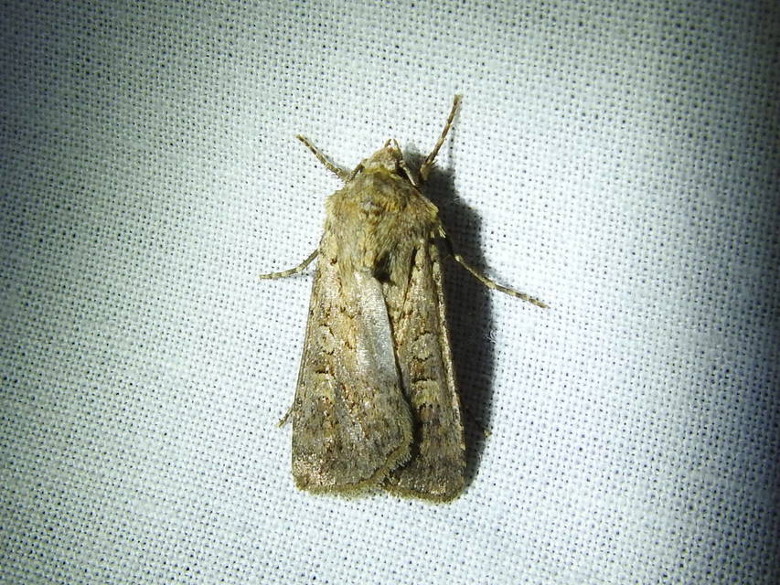 Euxoa tritici/nigrofusca/eruta