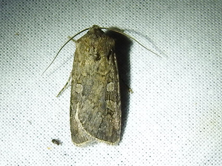 Euxoa tritici/nigrofusca/eruta