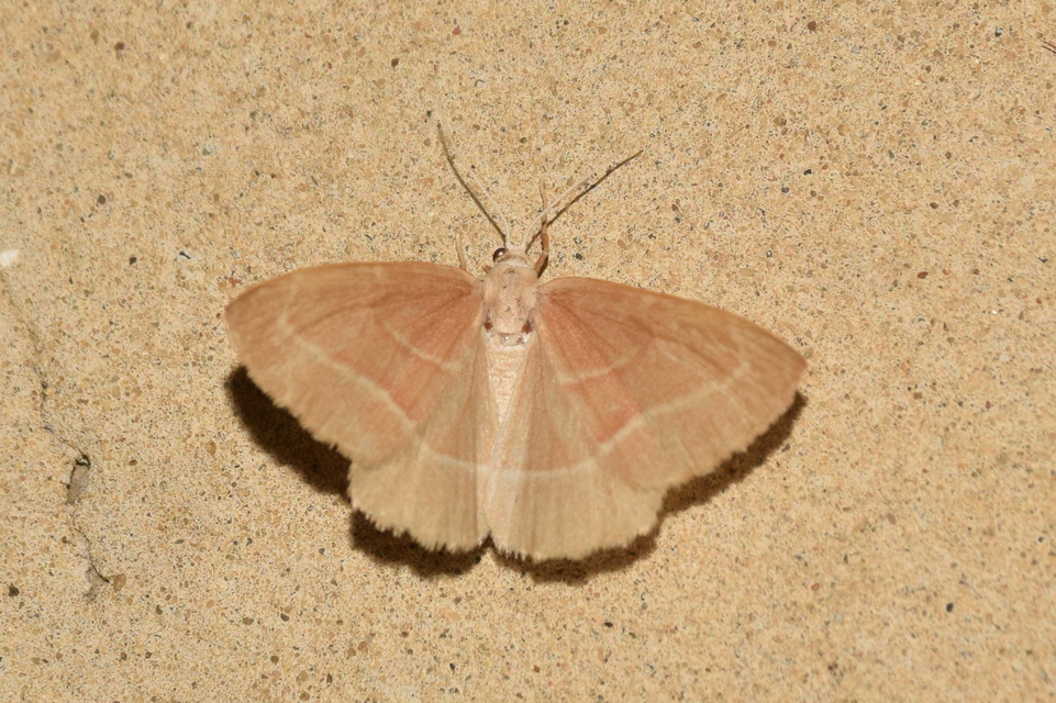 Hylaea fasciaria - erdeifenyő-sávosaraszoló