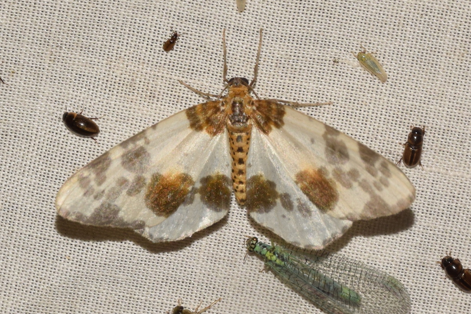 Abraxas sylvata - sárgafoltos araszoló