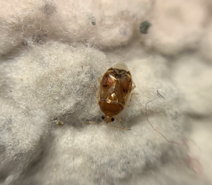 Deraeocoris lutescens - sárgás mezeipoloska