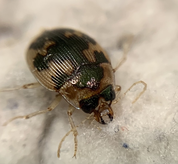 Omophron limbatum - gömböcfutó