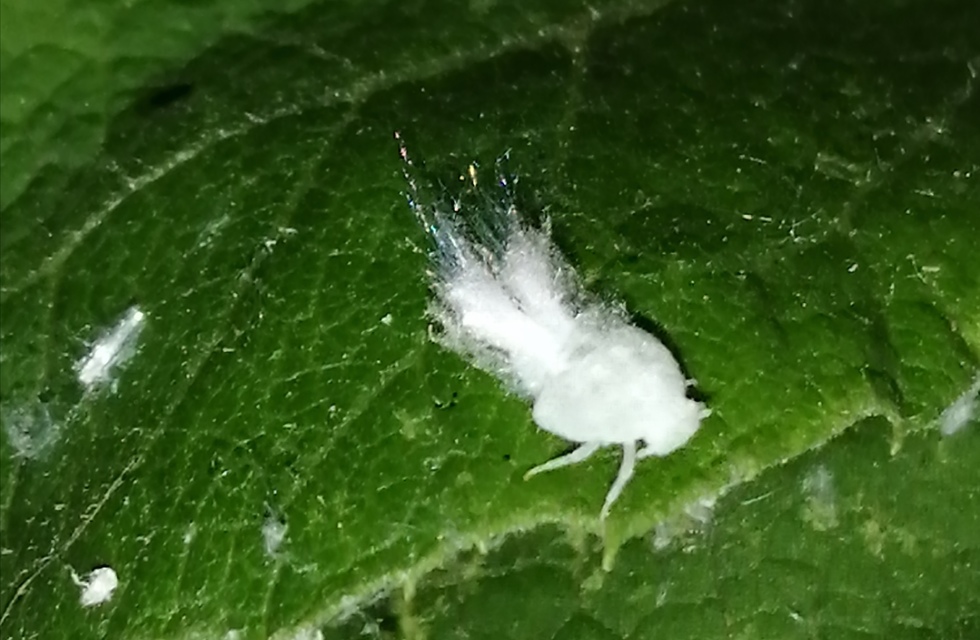 Metcalfa pruinosa - amerikai lepkekabóca