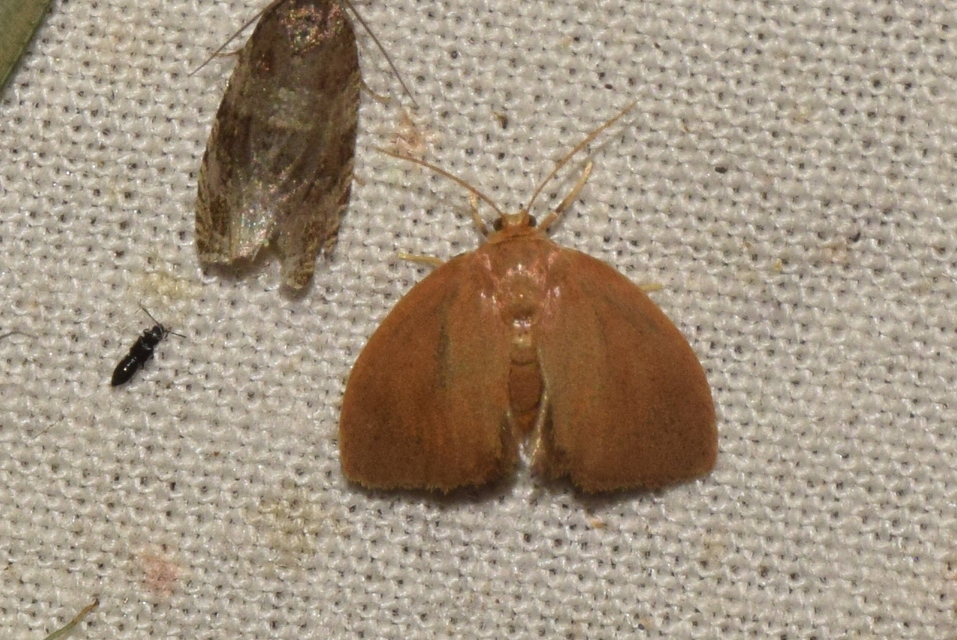 Heterogenea asella - csigalepke