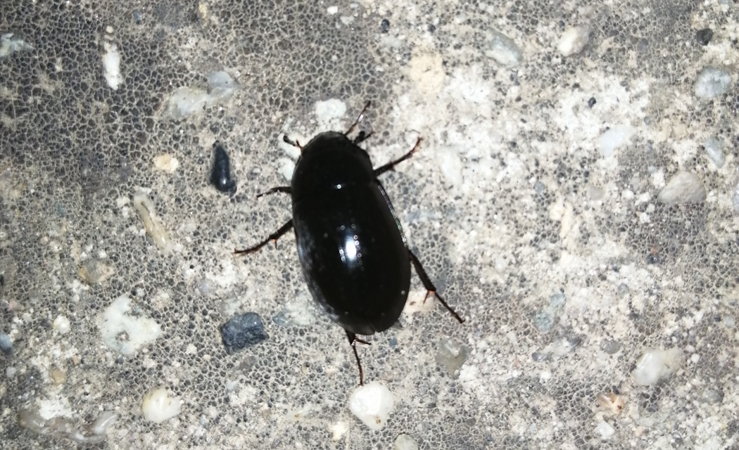 Hydrochara caraboides - kis csibor