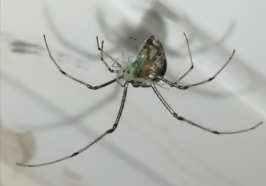 Tetragnatha Tetragnatha