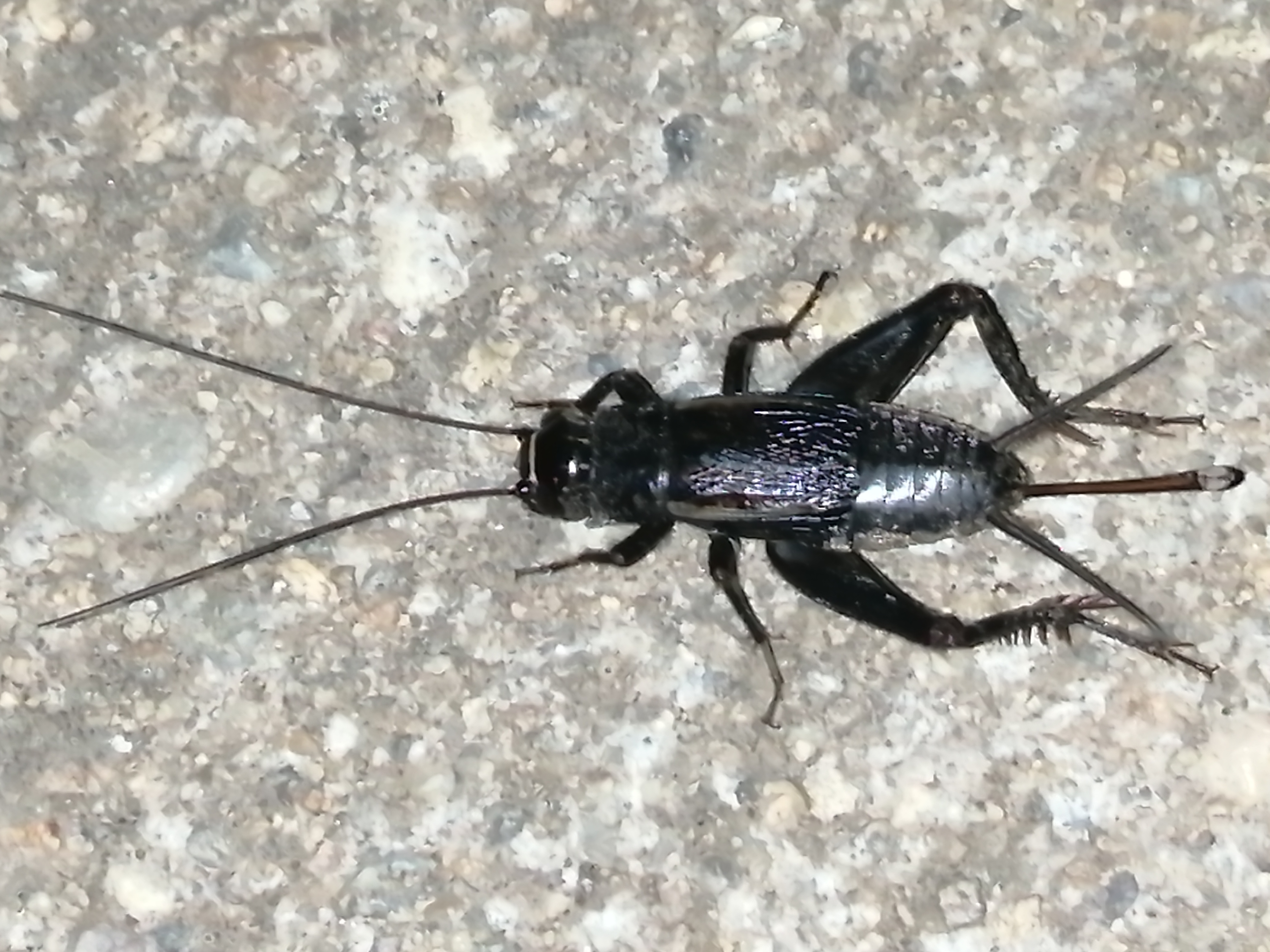 Modicogryllus frontalis - nyugati homlokjegyestücsök