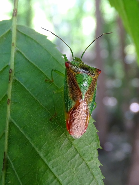 Acanthosoma haemorrhoidale - nagy dajkapoloska Acanthosoma haemorrhoidale - nagy dajkapoloska
