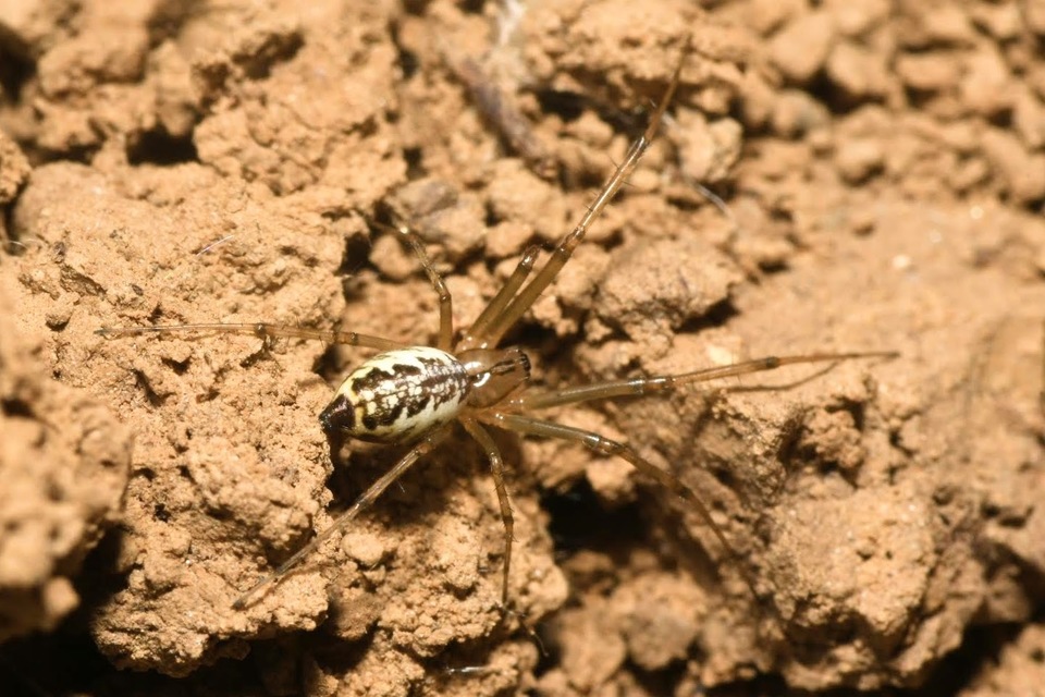 Linyphiidae - vitorláspókok