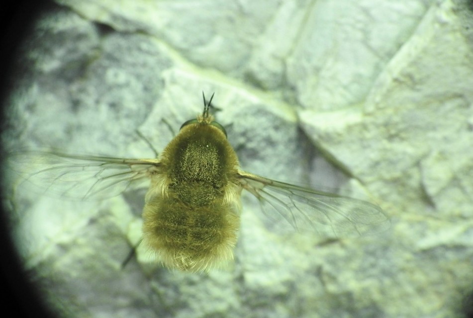 Bombyliinae