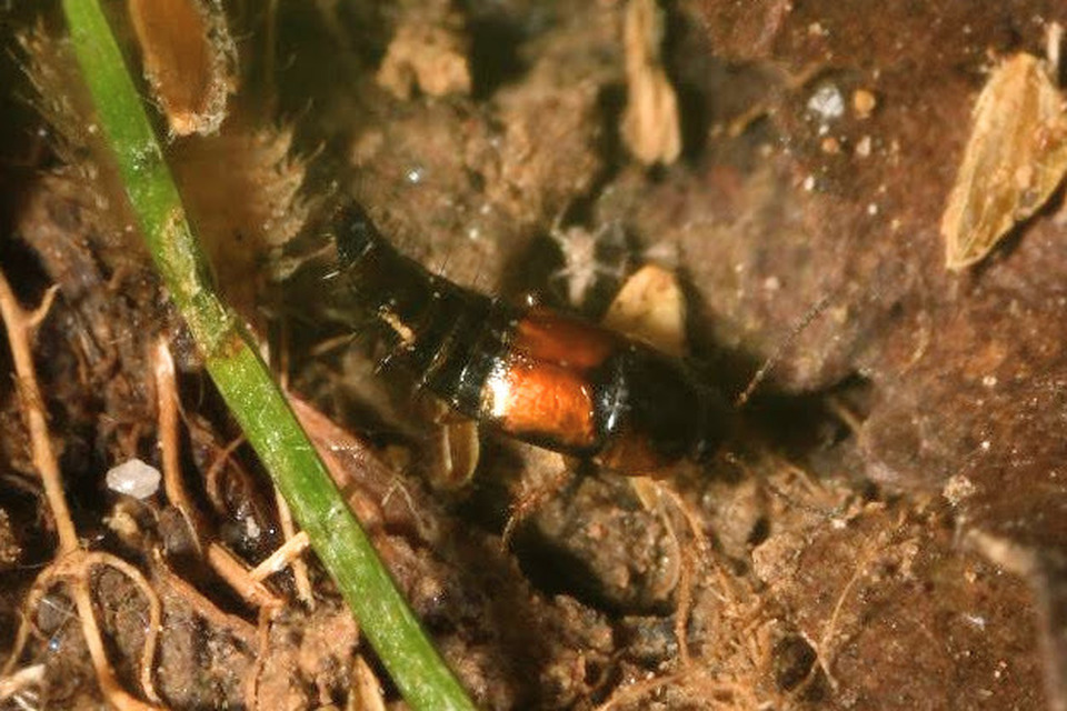 Tachyporus hypnorum - közönséges kószaholyva