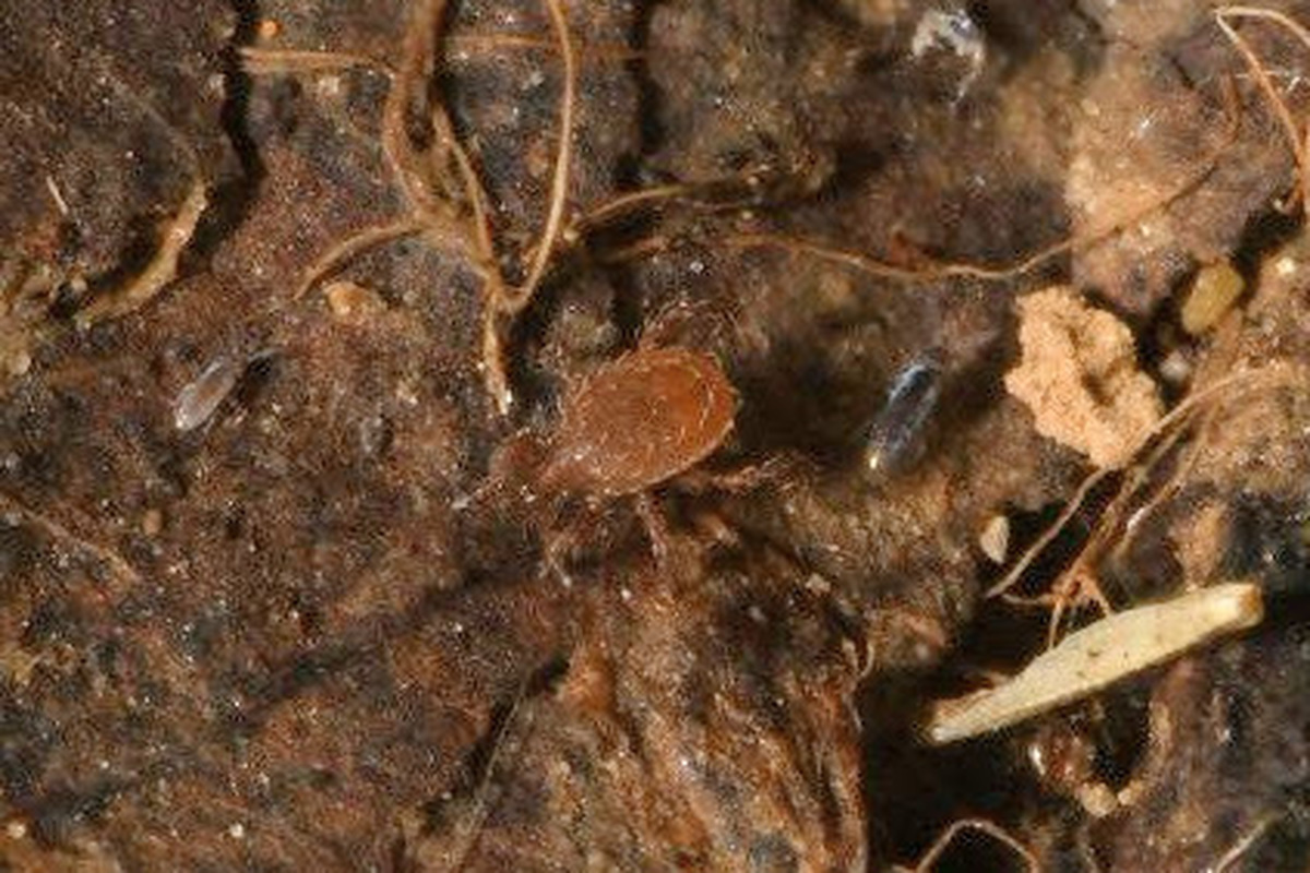Macrochelidae