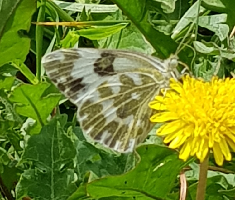 Pontia edusa - rezedalepke