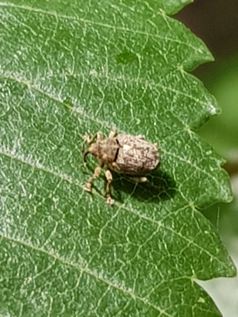 Ceutorhynchus pallidactylus - szőrös repce-ceutormányos