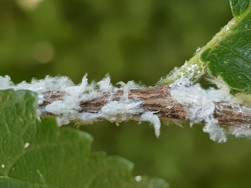 Metcalfa pruinosa - amerikai lepkekabóca