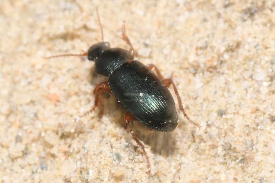 Ophonus azureus - azúrkék bársonyfutó