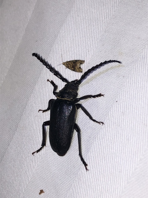 Prionus coriarius - csőszcincér