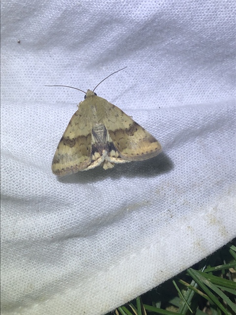 Heliothis viriplaca - mácsonyabagoly
