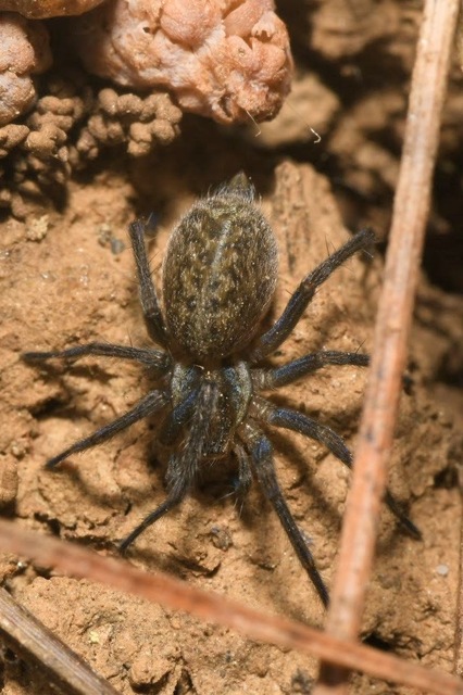 Eratigena