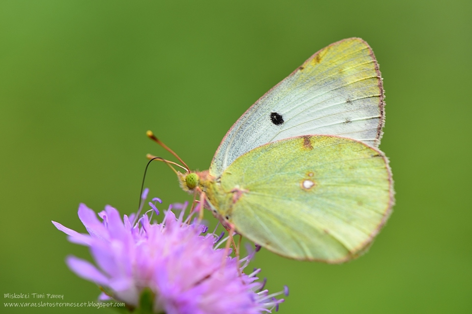 Colias alfacariensis - déli kéneslepke