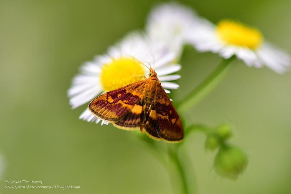 Pyrausta aurata - aranyló bíbormoly