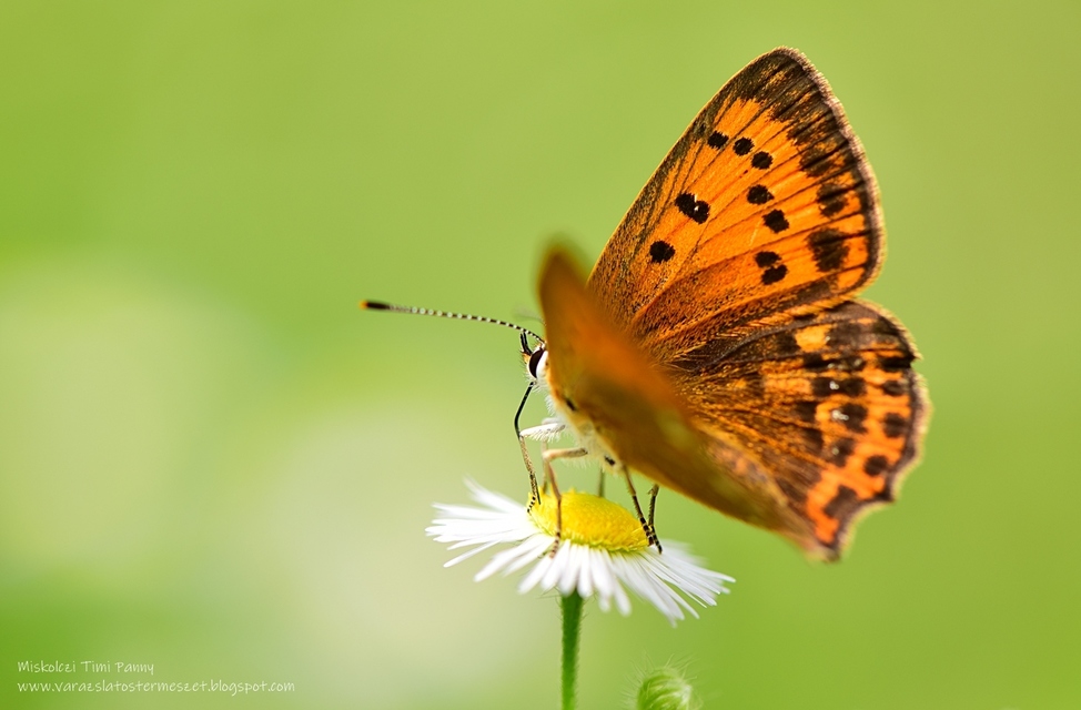 Lycaena virgaureae - arany-tűzlepke