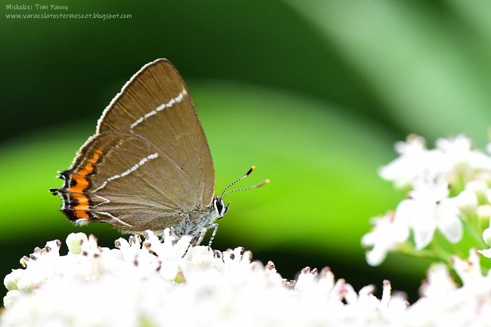 Satyrium w-album - szilfa-csücsköslepke