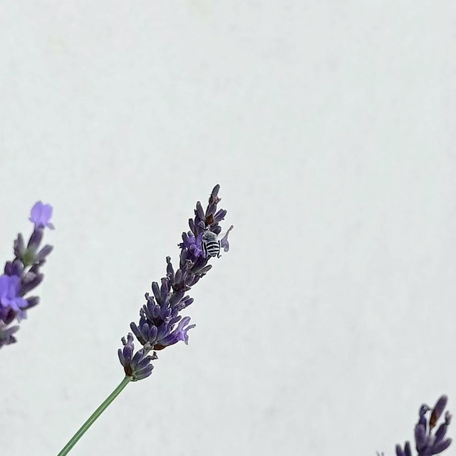 Hymenoptera - Hártyásszárnyúak