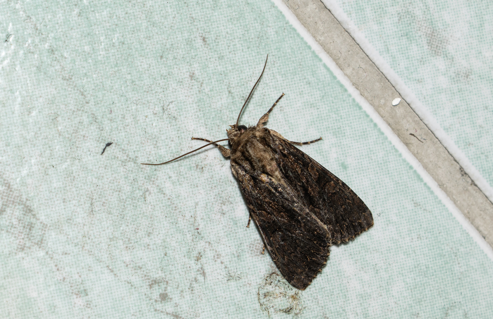 Apamea monoglypha - nagy dudvabagoly