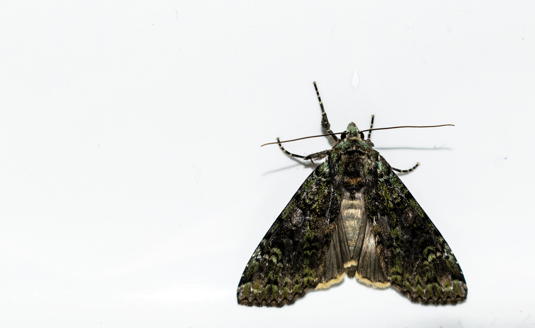 Anaplectoides prasina - zöld hegyibagoly