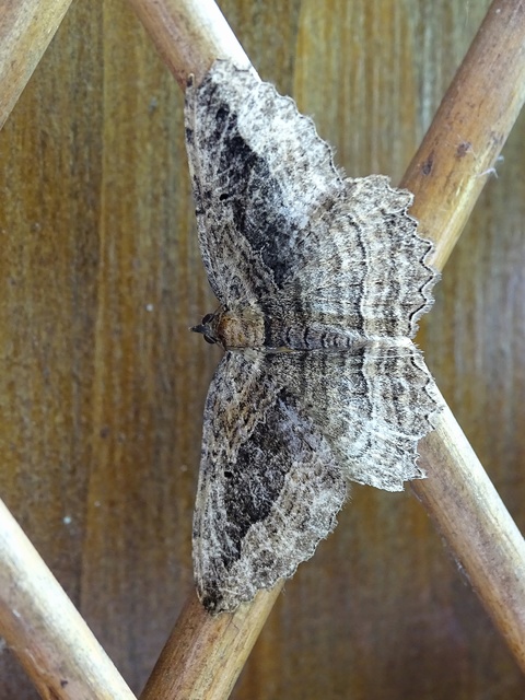Philereme transversata - varjútövis-araszoló