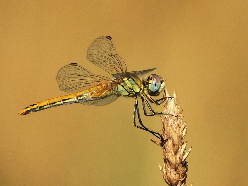 Sympetrum fonscolombii - vándor katona-szitakötő