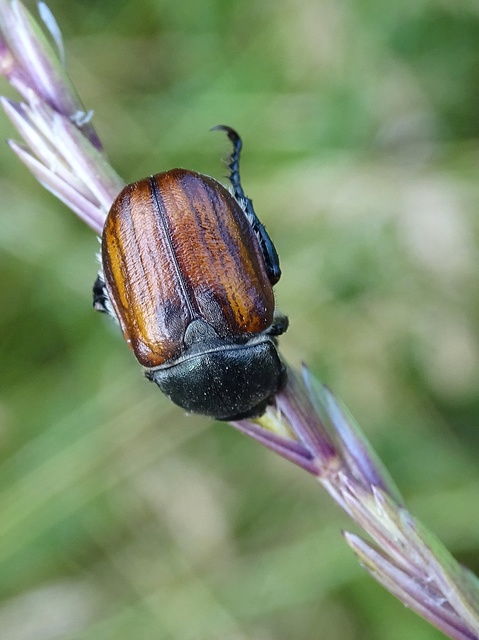 Anisoplia lata - széles szipoly Anisoplia lata - széles szipoly